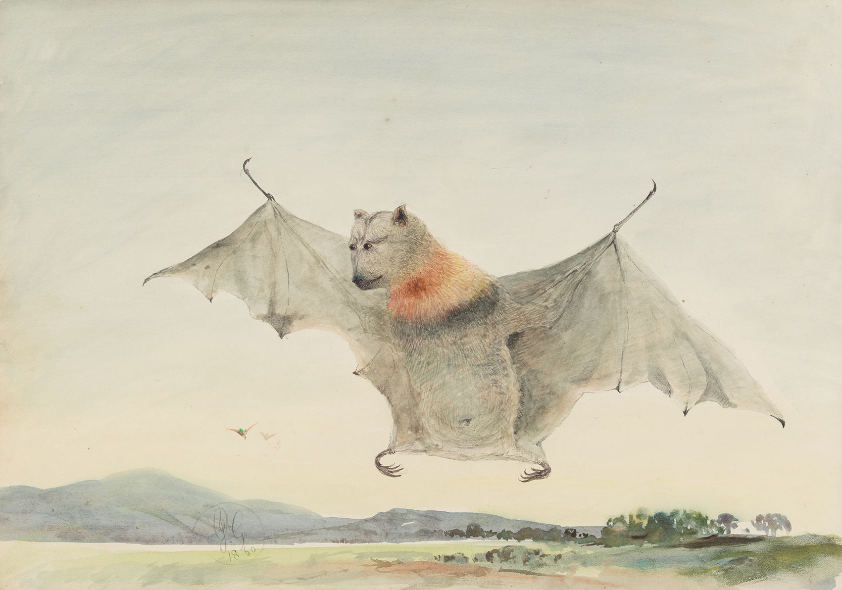 17. [Flying fox or fruit bat, 1860]; drawn on verso